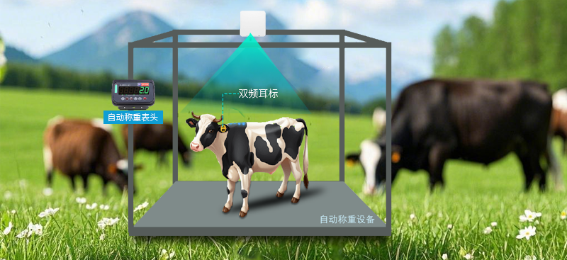智慧畜牧·自動稱重系統